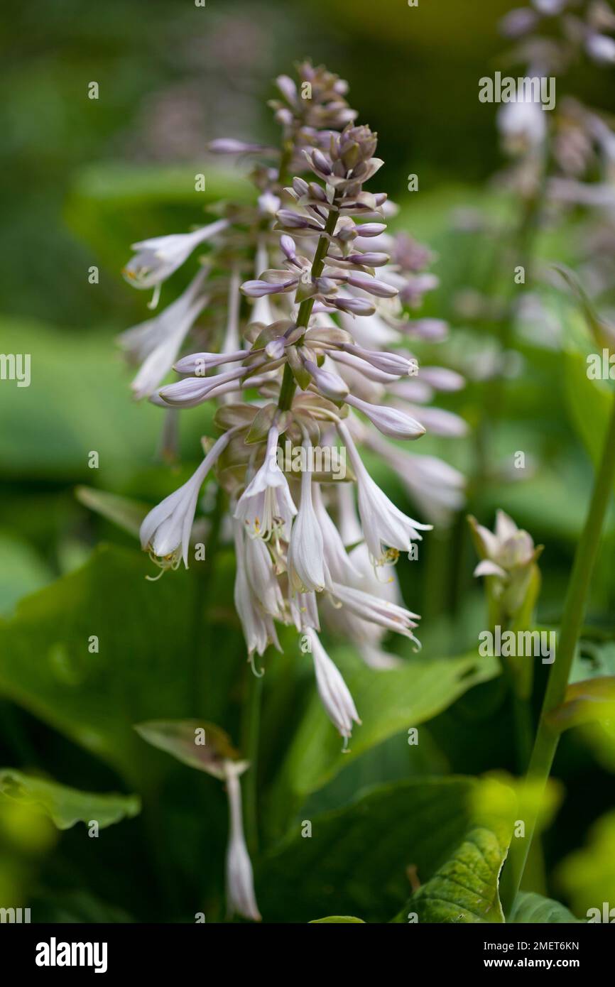 Hosta " Big Daddy' Foto Stock