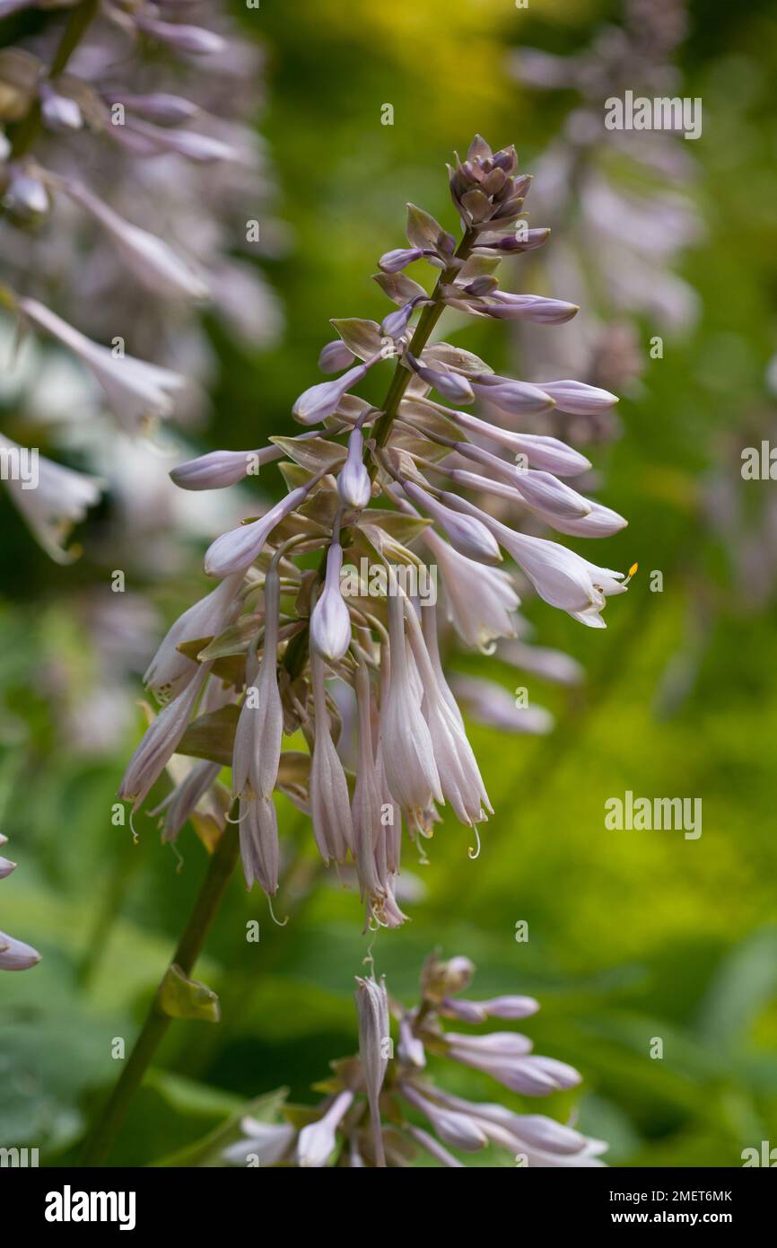 Hosta " Big Daddy' Foto Stock