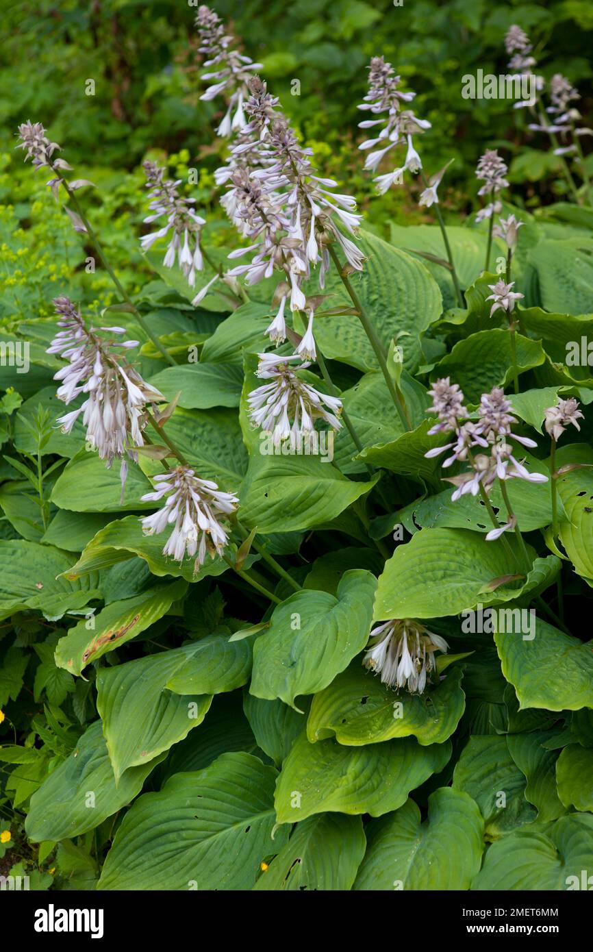 Hosta " Big Daddy' Foto Stock