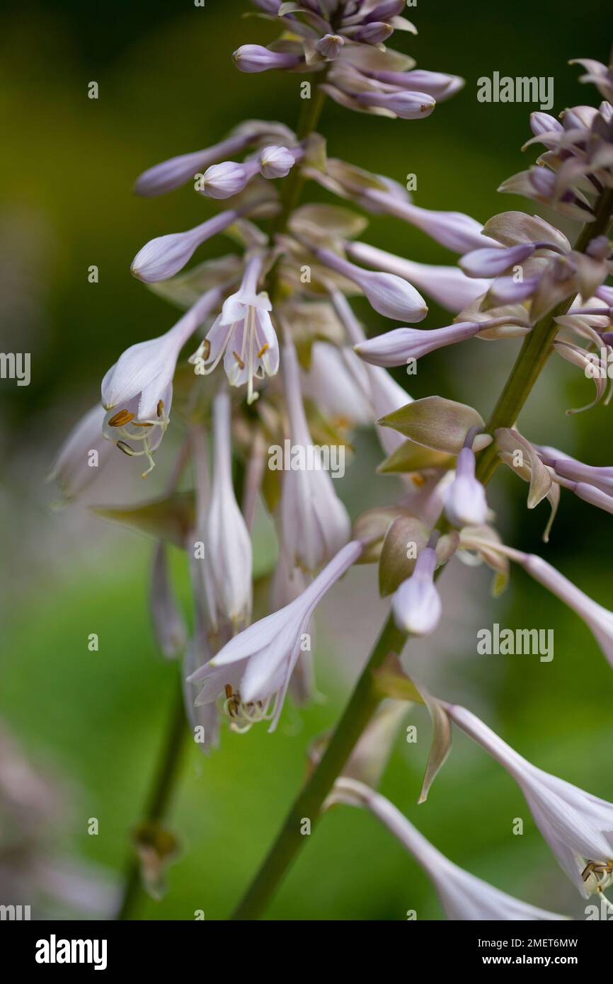 Hosta " Big Daddy' Foto Stock