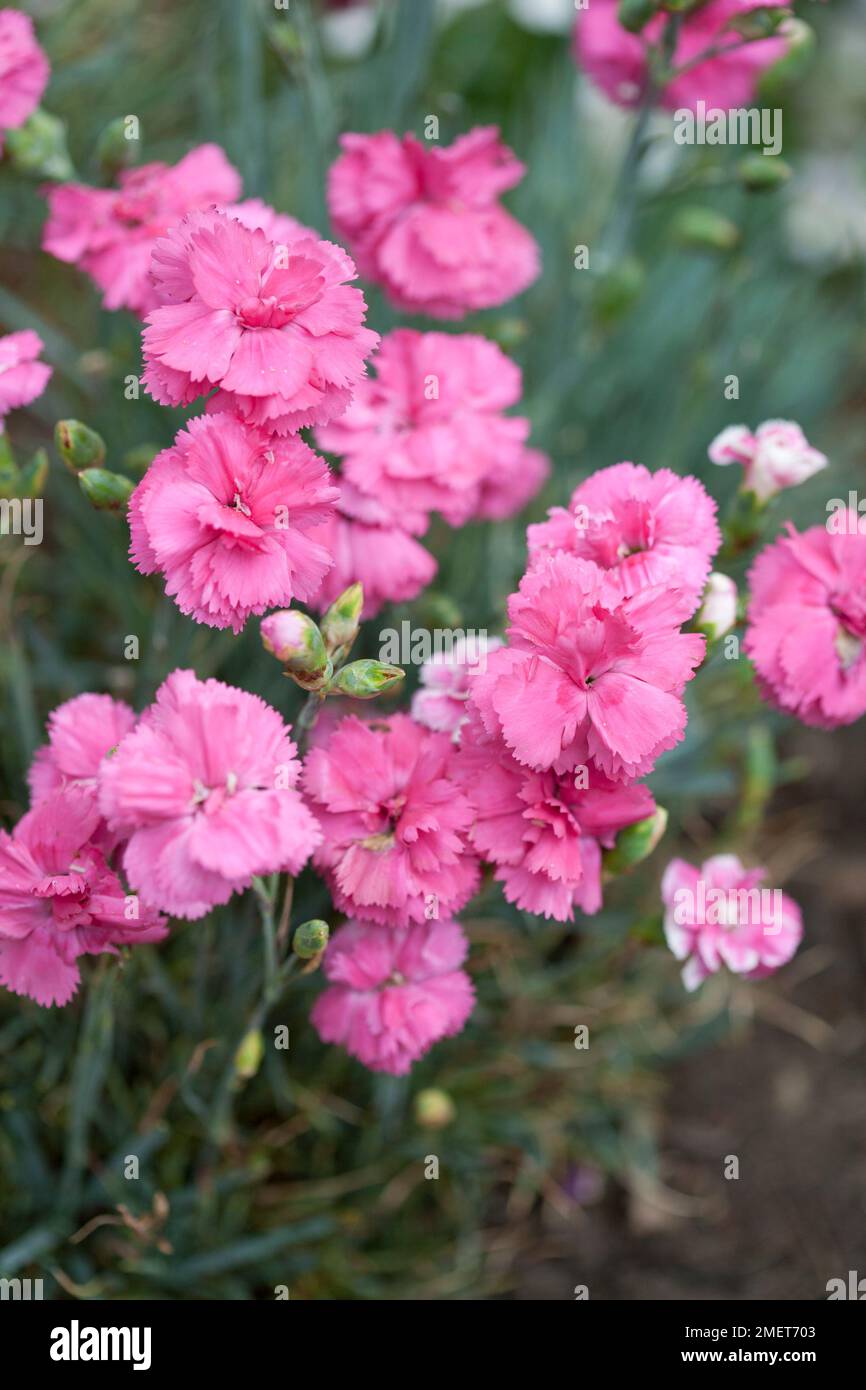 Dianthus Slap 'n' Tickle (Scent First Series) Foto Stock