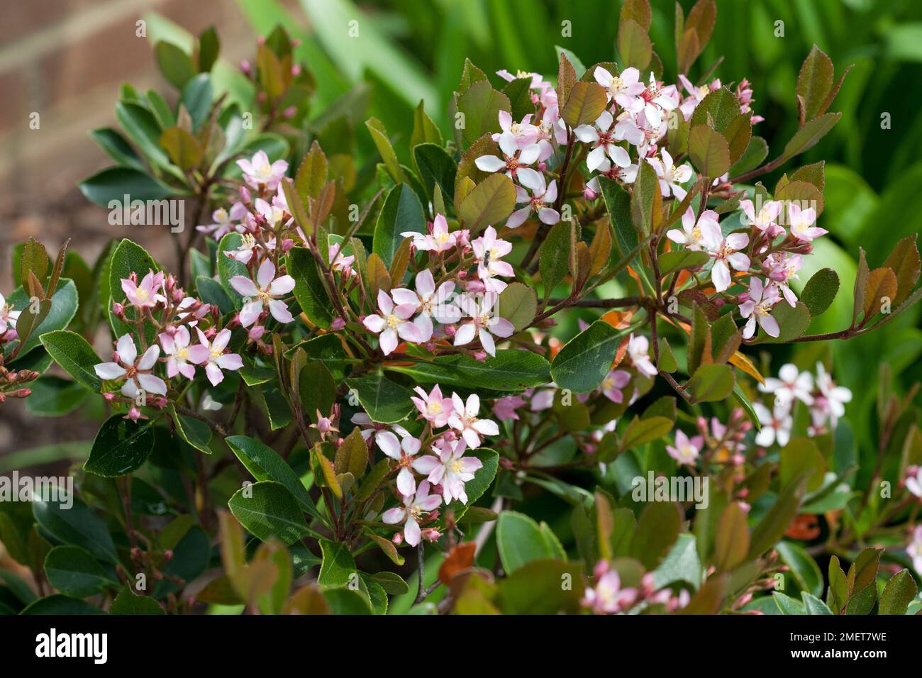 Rhaphiolepis x delacourii "canzone di primavera" Foto Stock