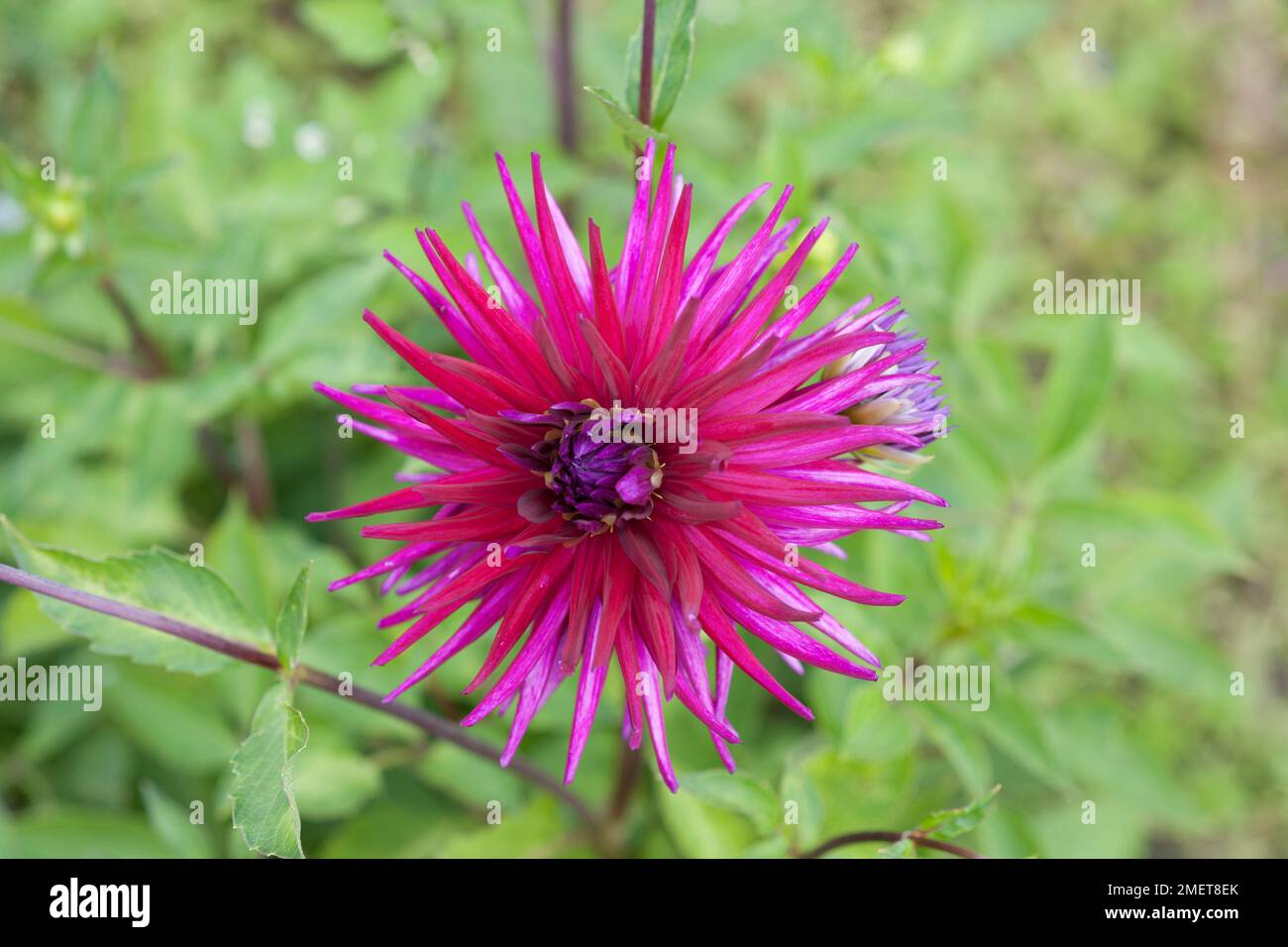 dahlia Hillcrest Royal Foto Stock