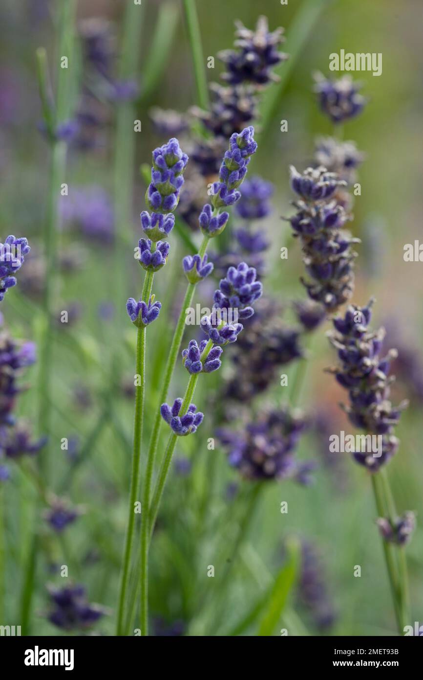 Angustifolia di Lavendula "Loddon Blue" Foto Stock