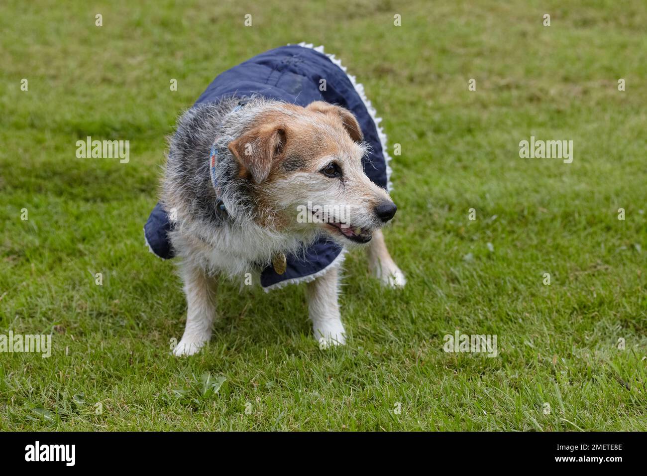 Anziani Jack Russell nel giardino indossando cappotto di cane Foto Stock