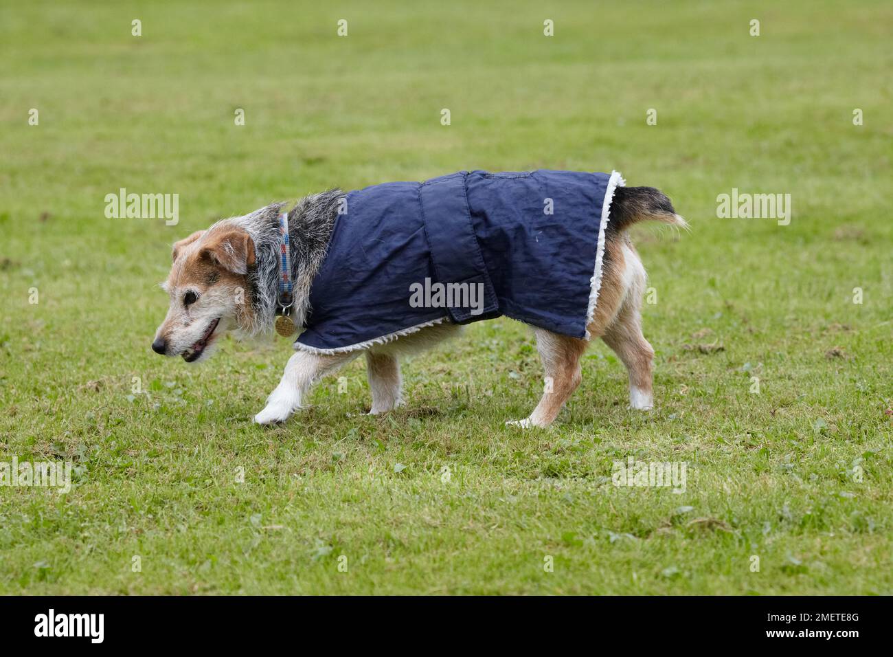 Anziani Jack Russell nel giardino indossando cappotto di cane Foto Stock