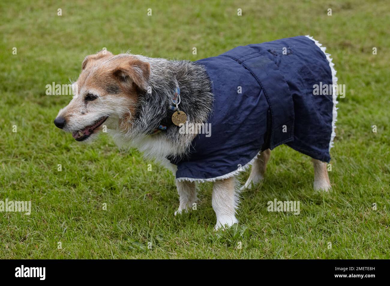 Anziani Jack Russell nel giardino indossando cappotto di cane Foto Stock