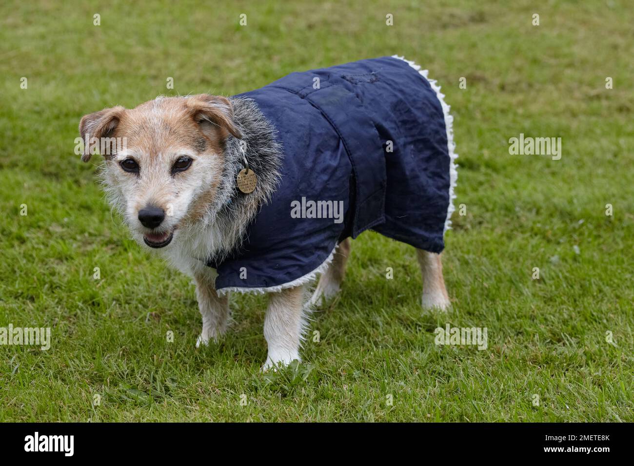 L'anziano Jack Russell indossa un cappotto per cani Foto Stock
