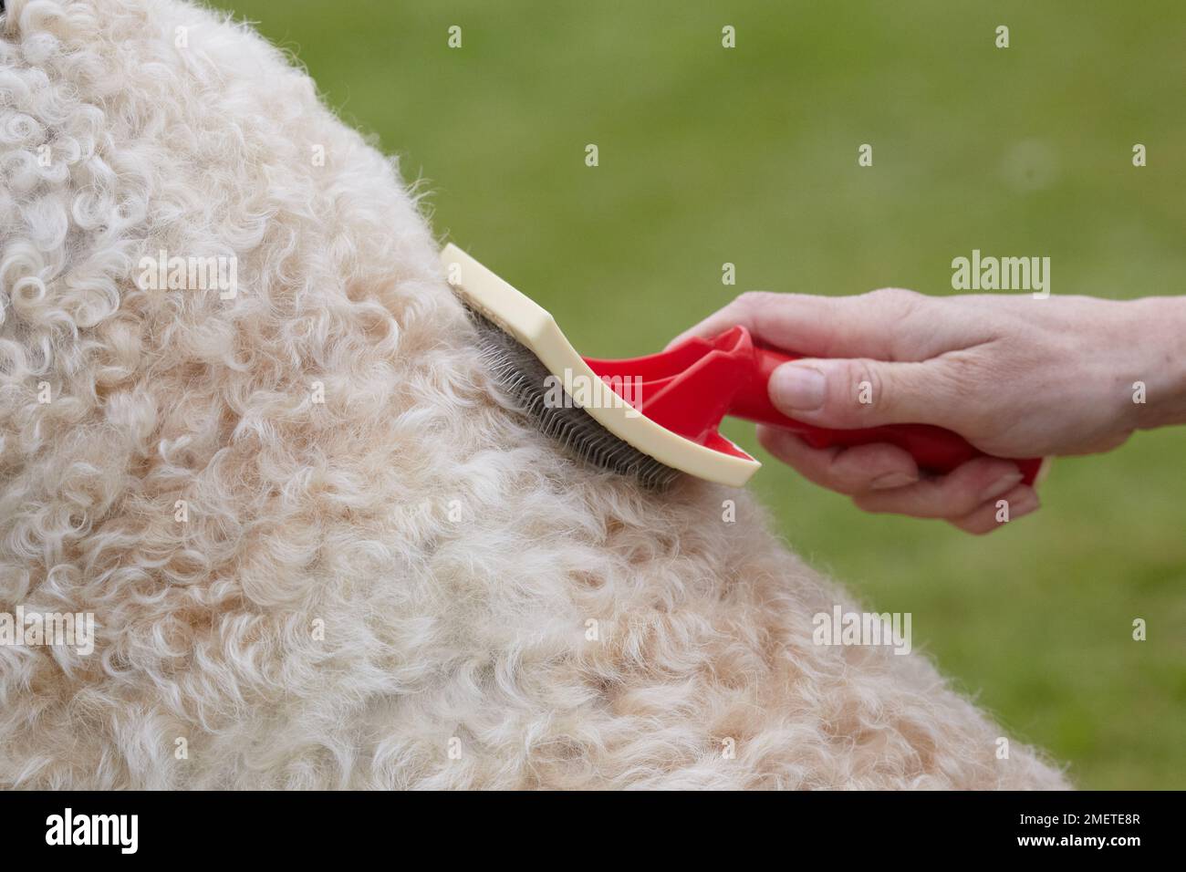 Labradoodle: essendo curato dal proprietario in giardino Foto Stock