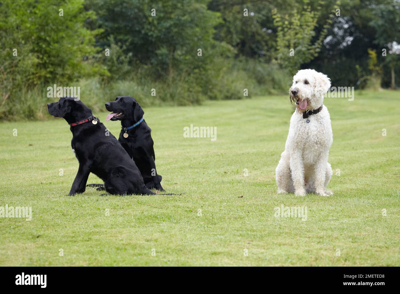 Labradoodle e due Labrador seduti in giardino Foto Stock