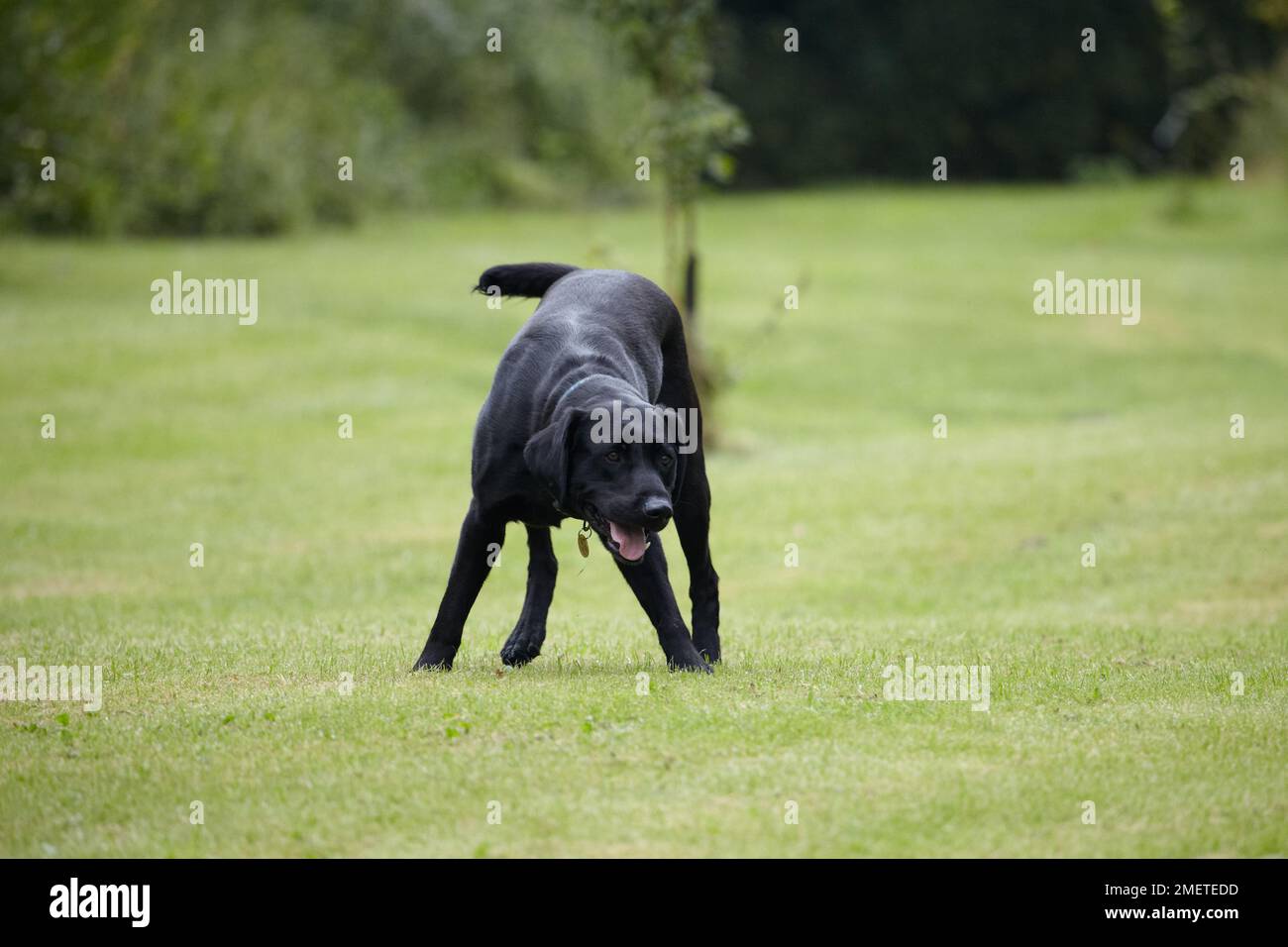 Black Labrador giocare in giardino Foto Stock