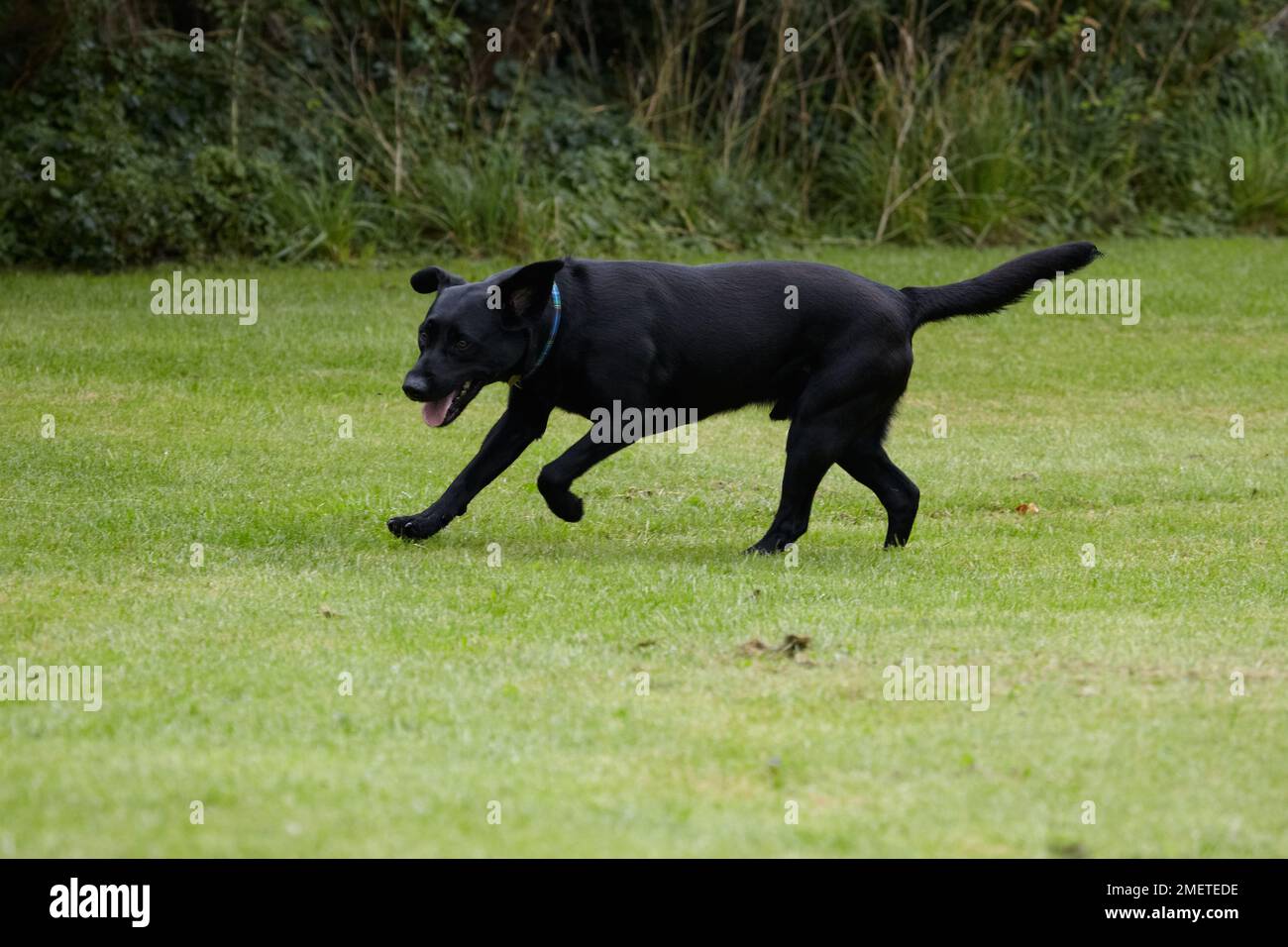 Black Labrador giocare in giardino Foto Stock