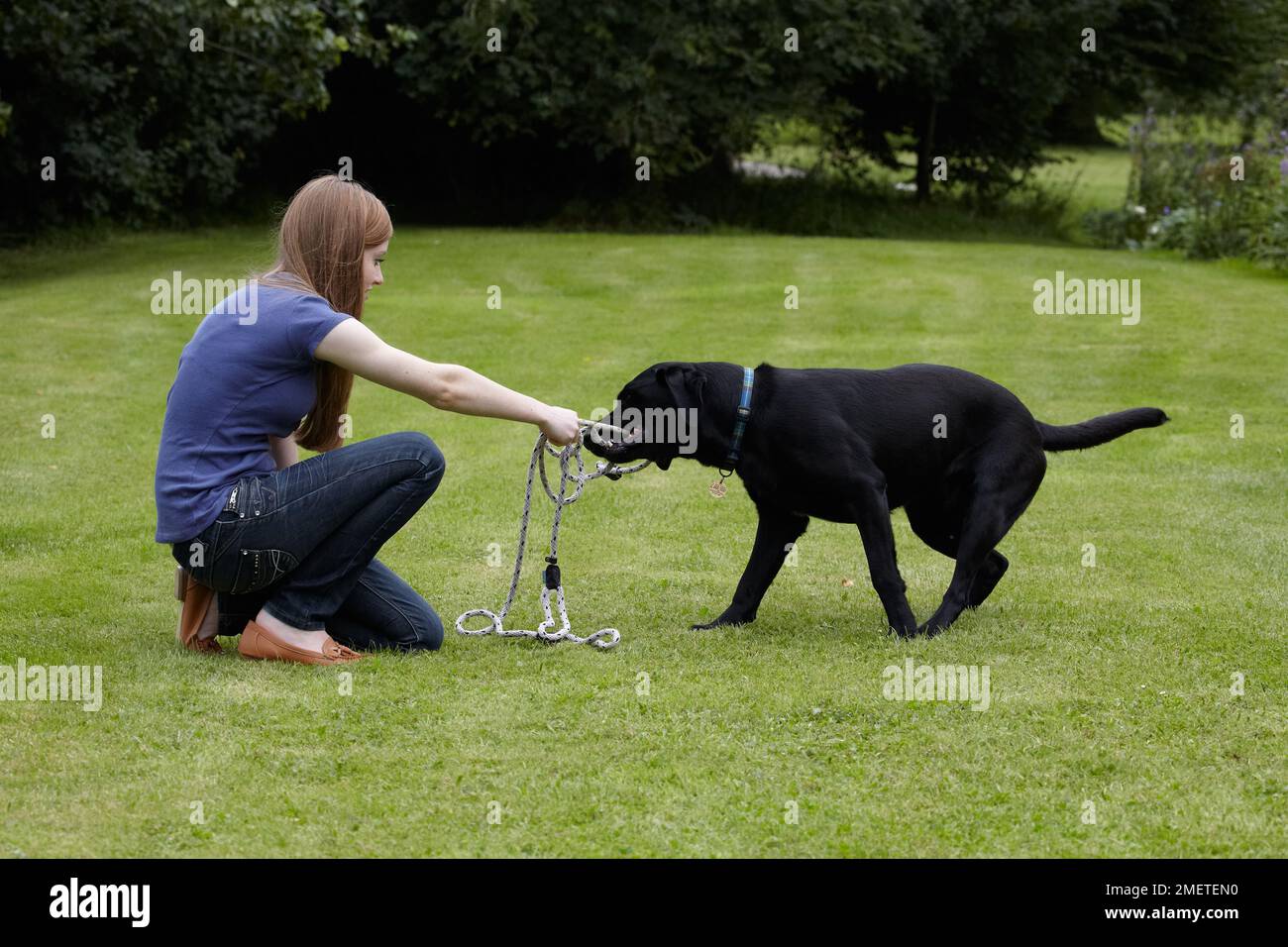 Ragazza adolescente (16 anni) che gioca con Labrador Foto Stock