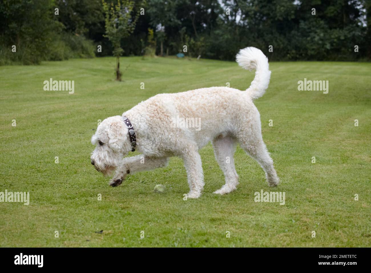 Labradoodle: giocare in giardino Foto Stock