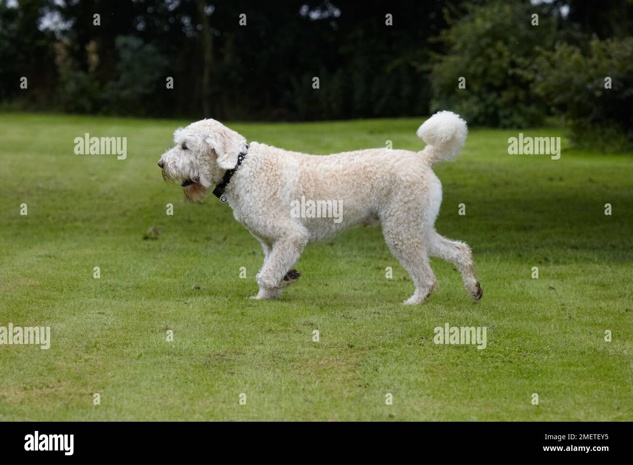 Labradoodle: giocare in giardino Foto Stock