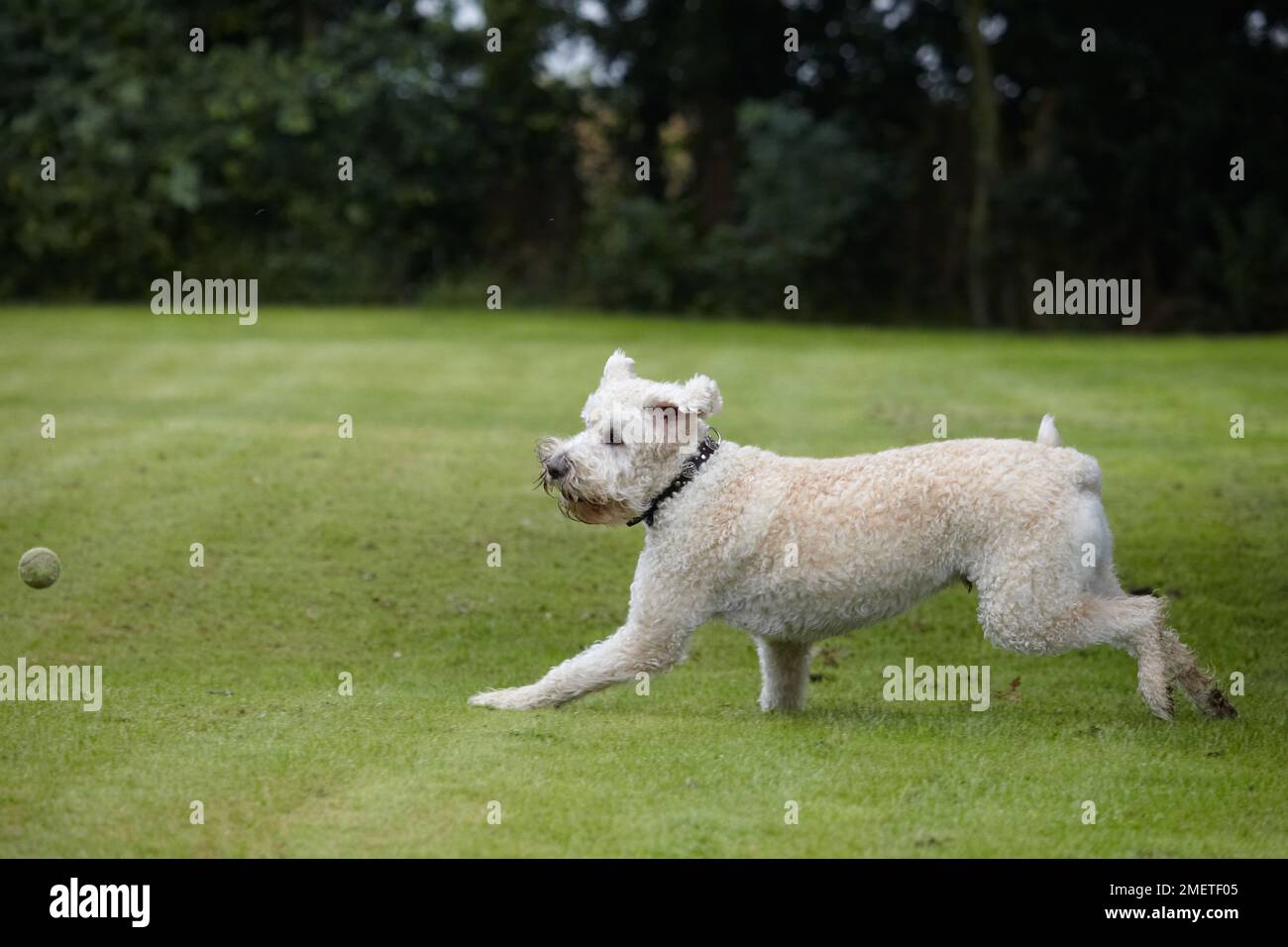Labradoodle: giocare in giardino Foto Stock