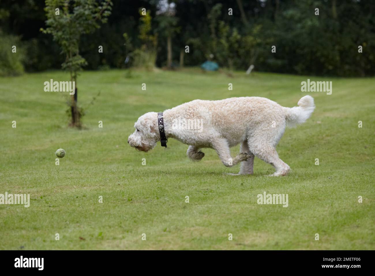 Labradoodle: giocare in giardino Foto Stock