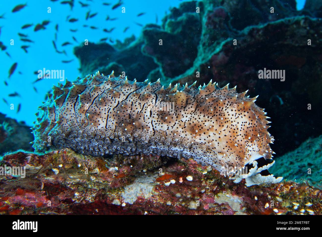 Cetriolo marino Graeffes (Pearsonothuria graeffei), sito di immersione della barriera corallina di Daedalus, Egitto, Mar Rosso Foto Stock