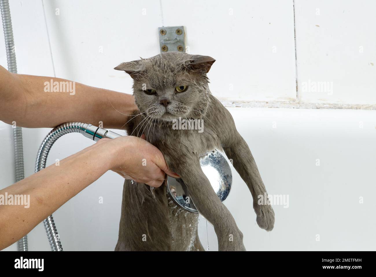 Blue British Shorthair: sequenza di balneazione Foto Stock