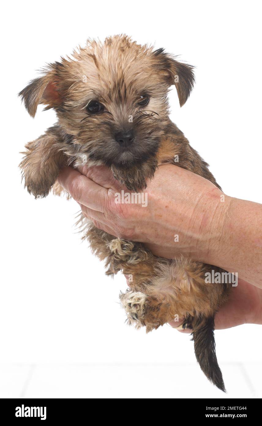 Tenendo un cucciolo nelle mani Foto Stock