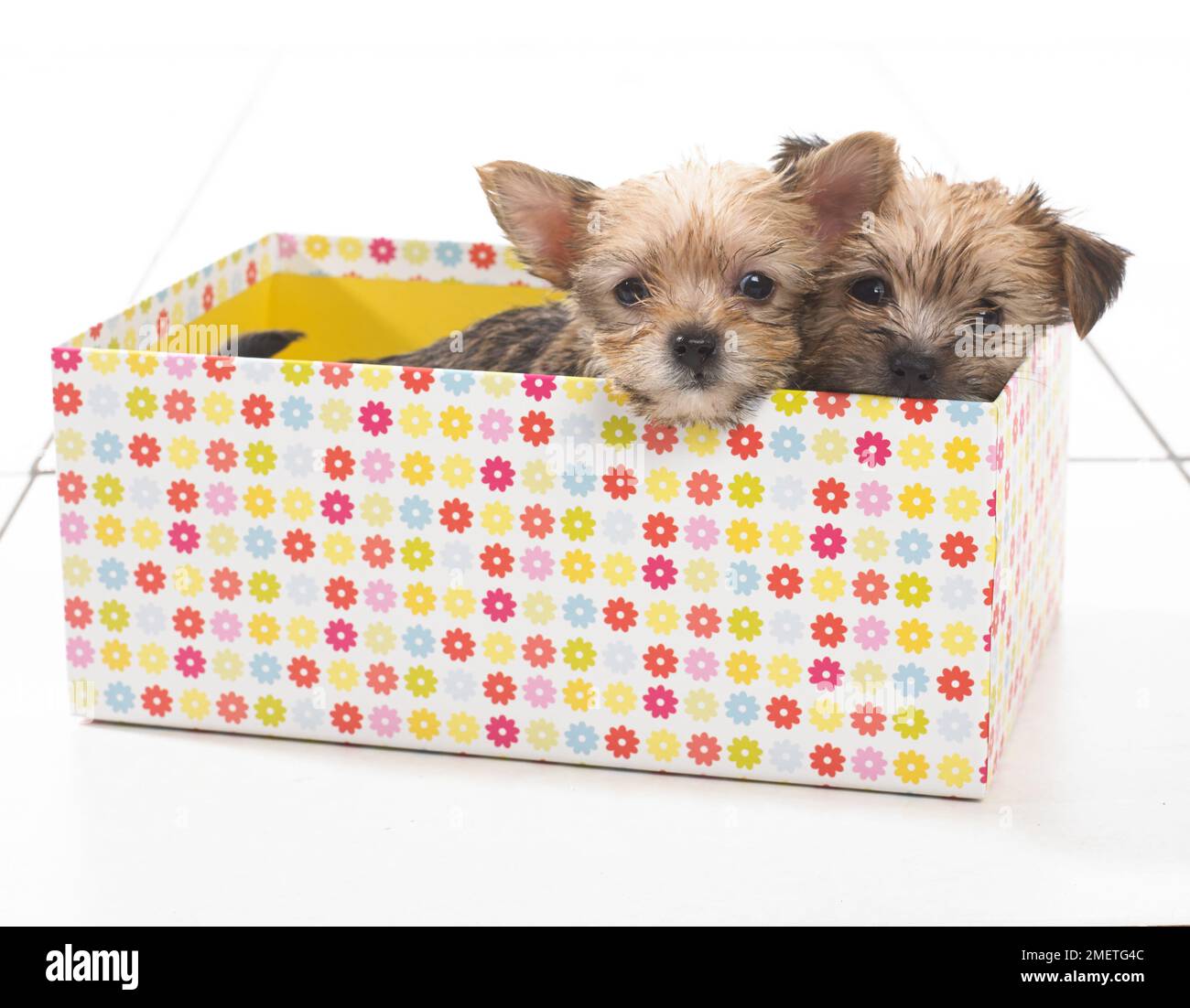Due cuccioli in una scatola Foto Stock
