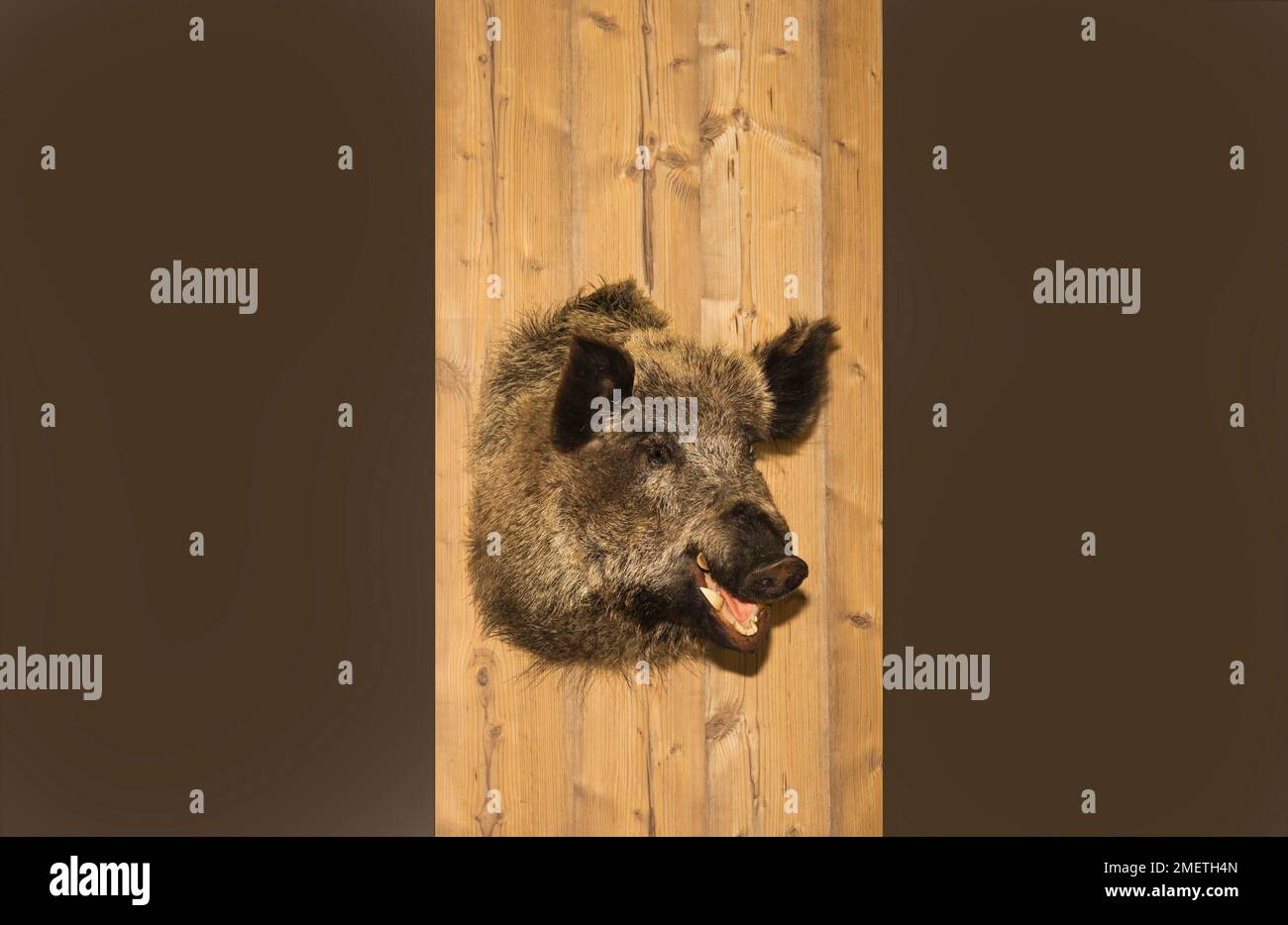 La testa dei cinghiali preperati è appesa su una parete di legno Foto Stock