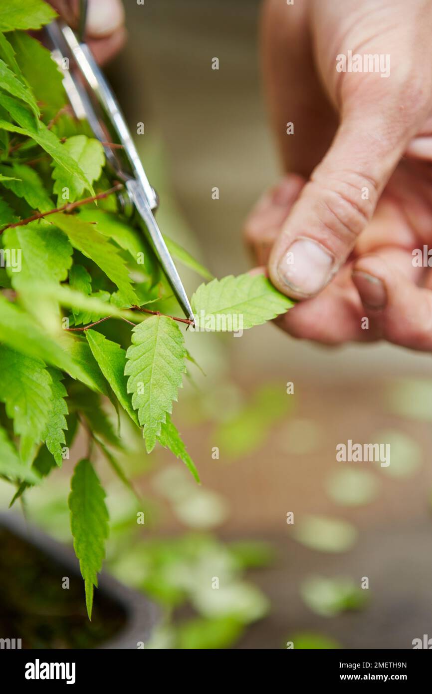 Creazione di una scopa stile Zelkova, defogliare l'albero, intestare le foglie uno ad uno Foto Stock
