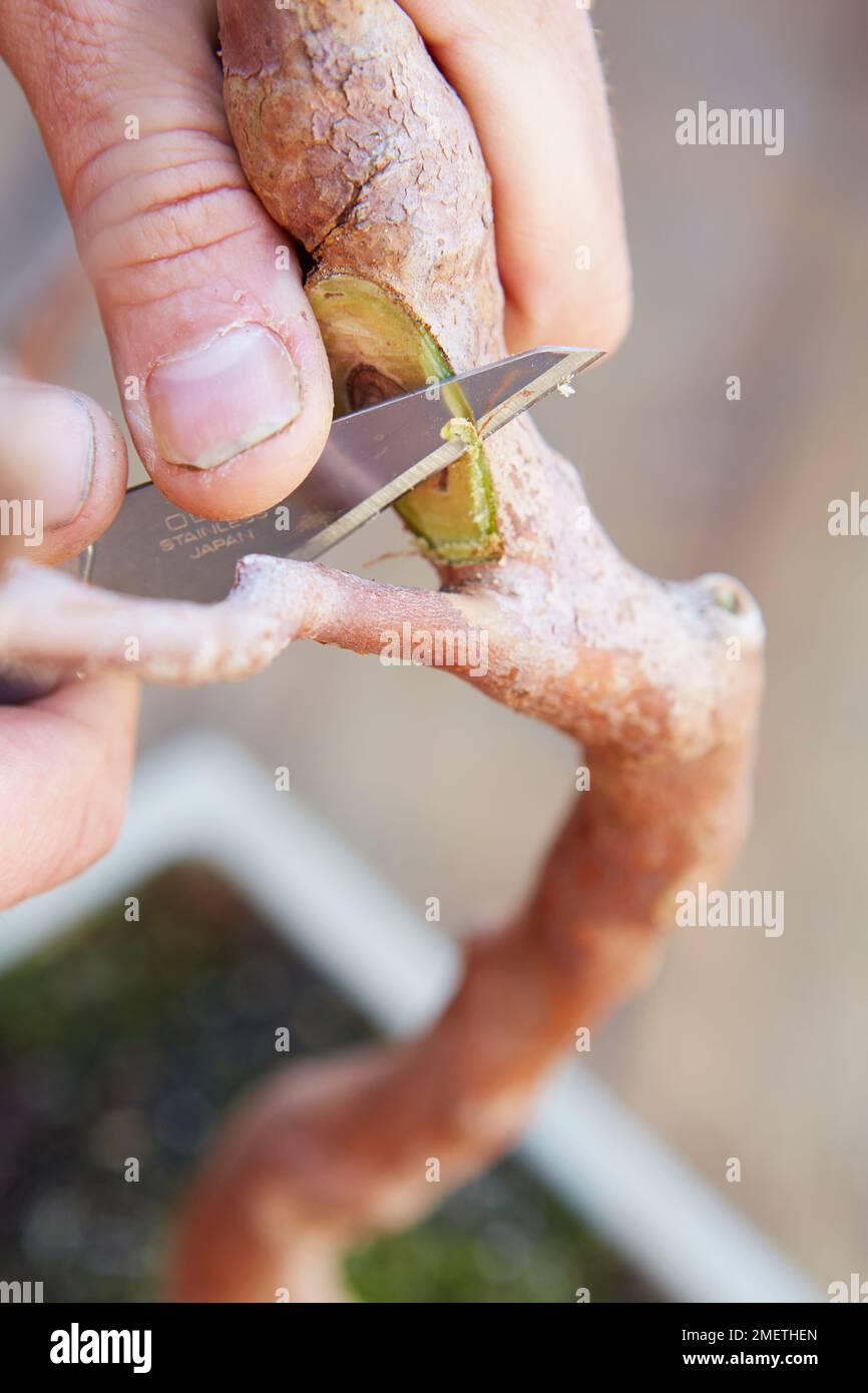 Letterati Stewartia, tagli (ferita) Foto Stock