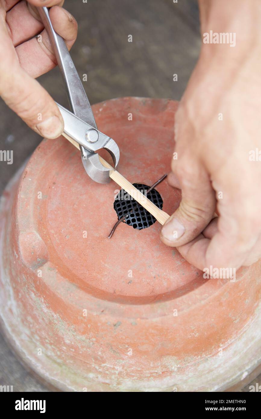 Fare un bonsai radice-sopra-roccia, preparare la pentola, coprire il foro di drenaggio con maglia e creare punto di ancoraggio per i fili Foto Stock