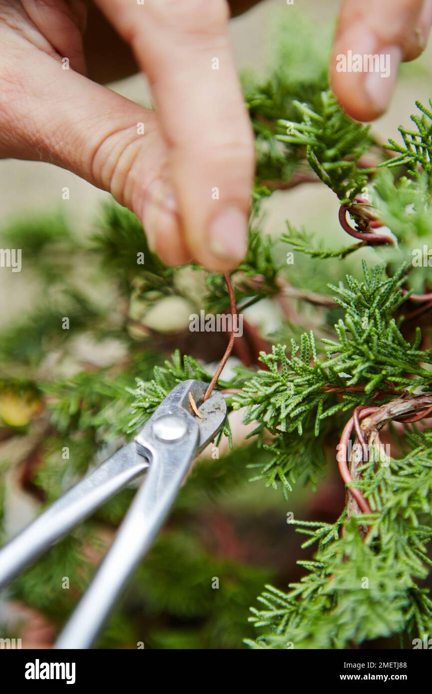 Styling giovane cinese Juniper (Juniperus chinensis), cablaggio Foto Stock