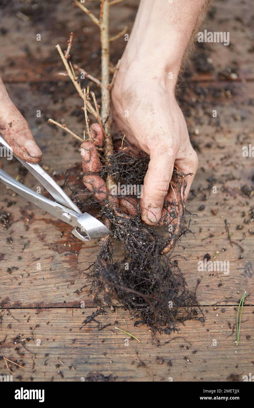 Creazione di una foresta di Larice, la preparazione degli alberi, accuratamente rimuovere il suolo dalle radici e potare le radici forti Foto Stock