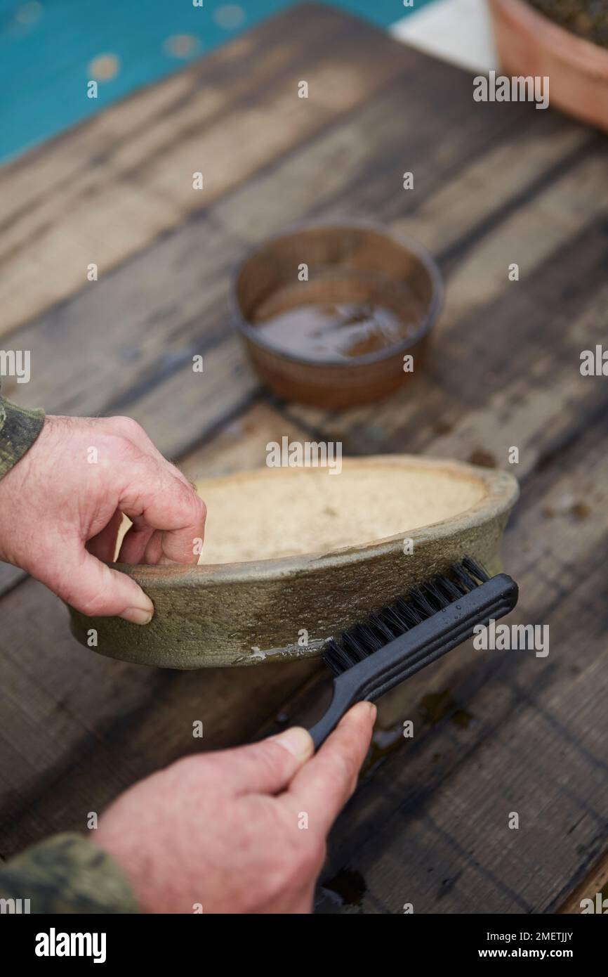 Trattare la pentola di bonsai esterna Foto Stock