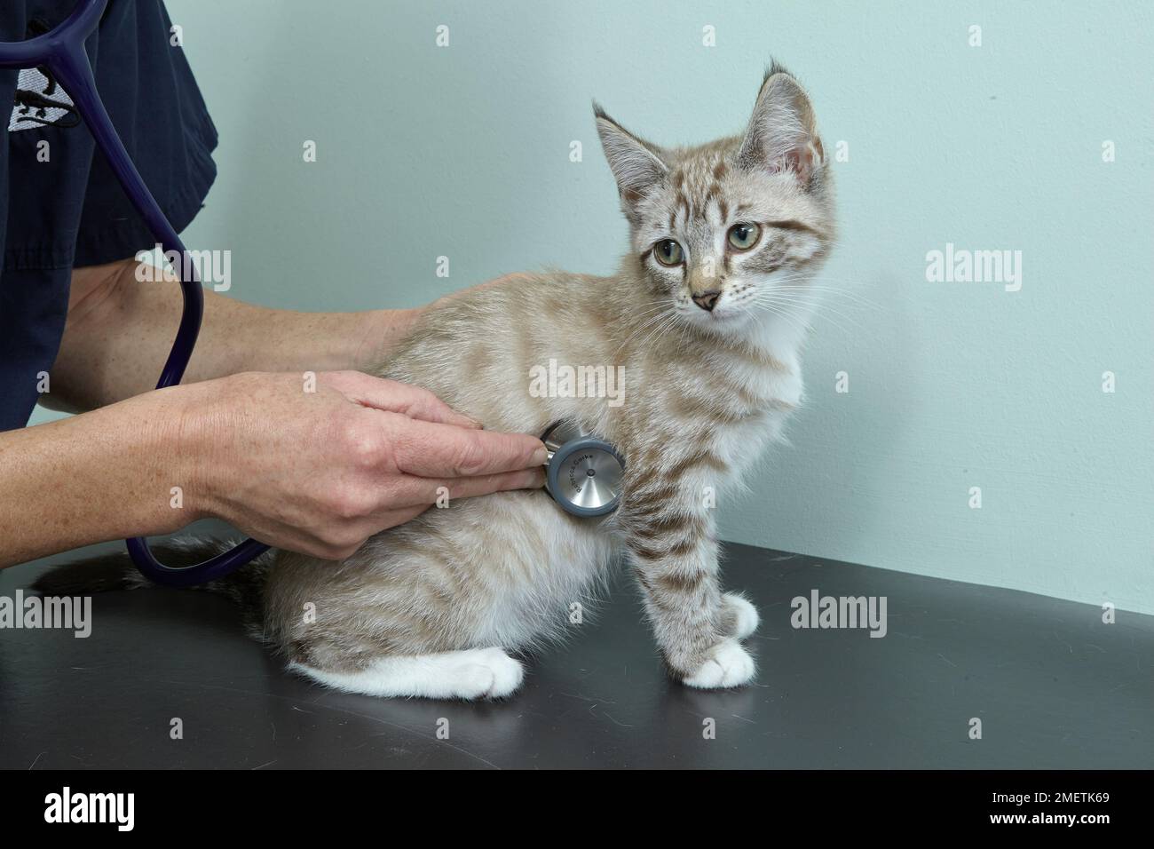 Gattino, femmina, di 14 settimane, veterinario che ascolta il cuore Foto Stock