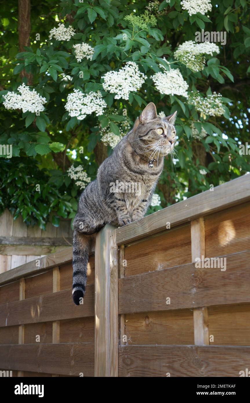 Gatto tabby seduto sul recinto Foto Stock