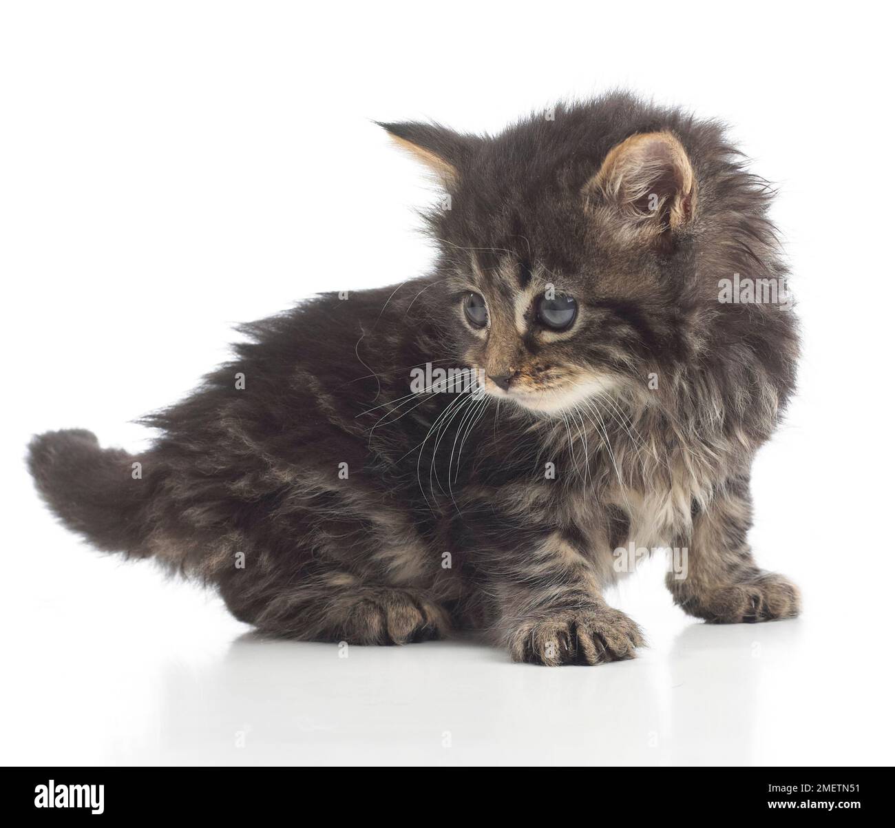 Fluffy brown tabby kitten, 8 settimane Foto Stock