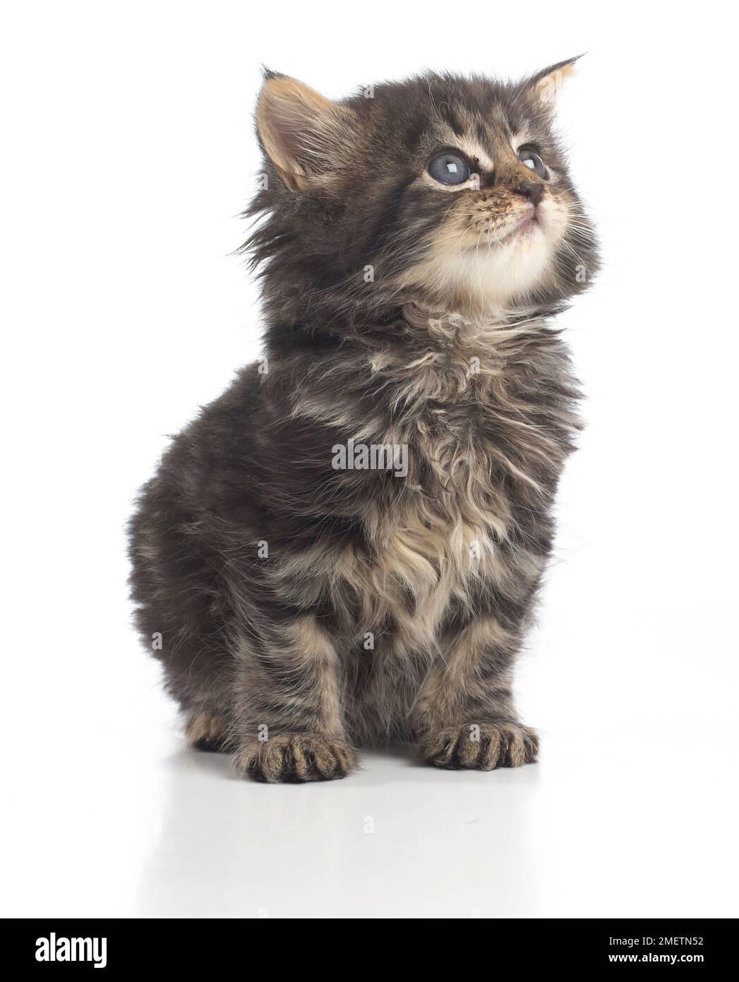 Fluffy brown tabby kitten, 8 settimane Foto Stock