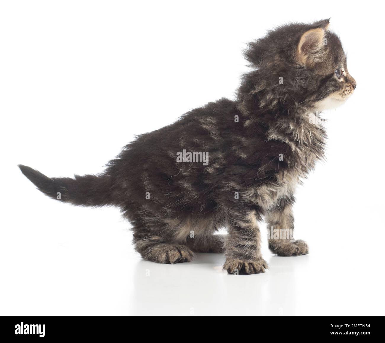 Fluffy brown tabby kitten, 8 settimane Foto Stock