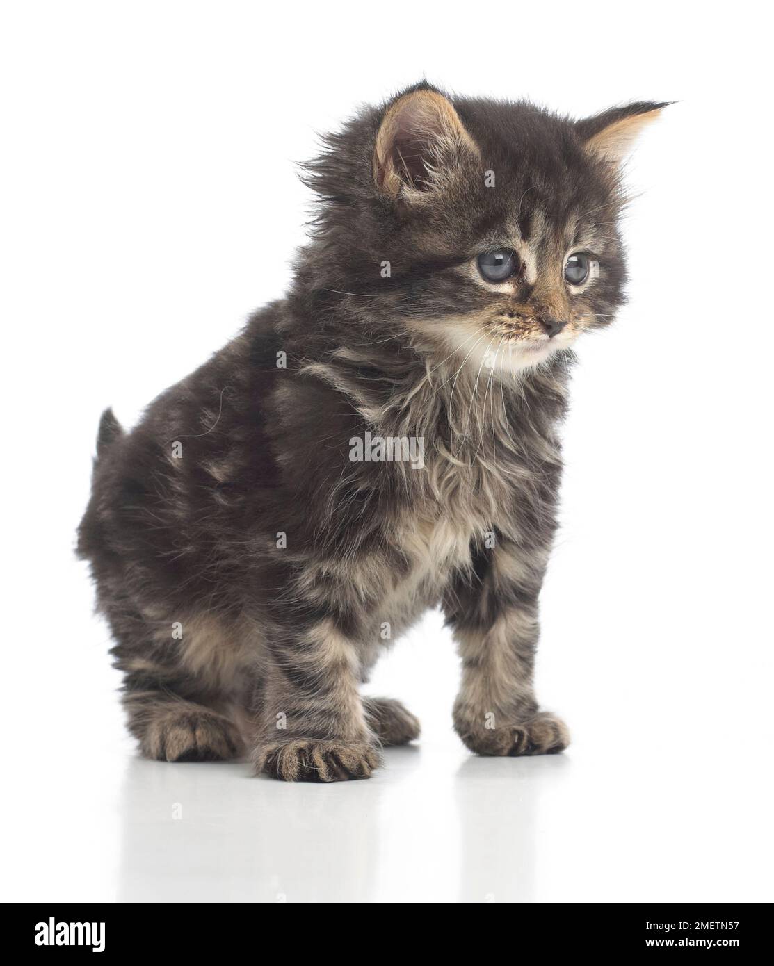 Fluffy brown tabby kitten, 8 settimane Foto Stock