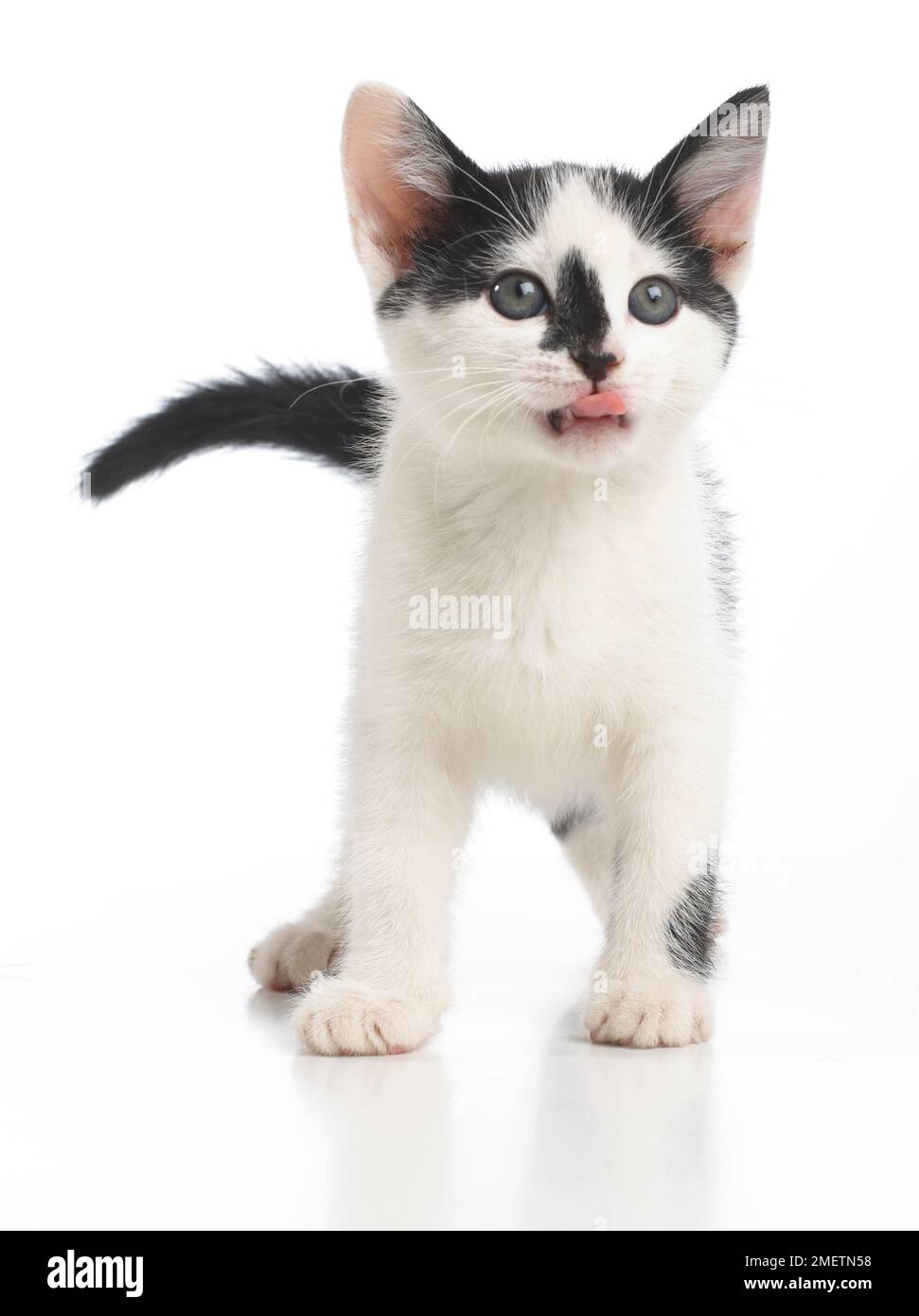 Bianco e nero gattino, 8 settimane Foto Stock