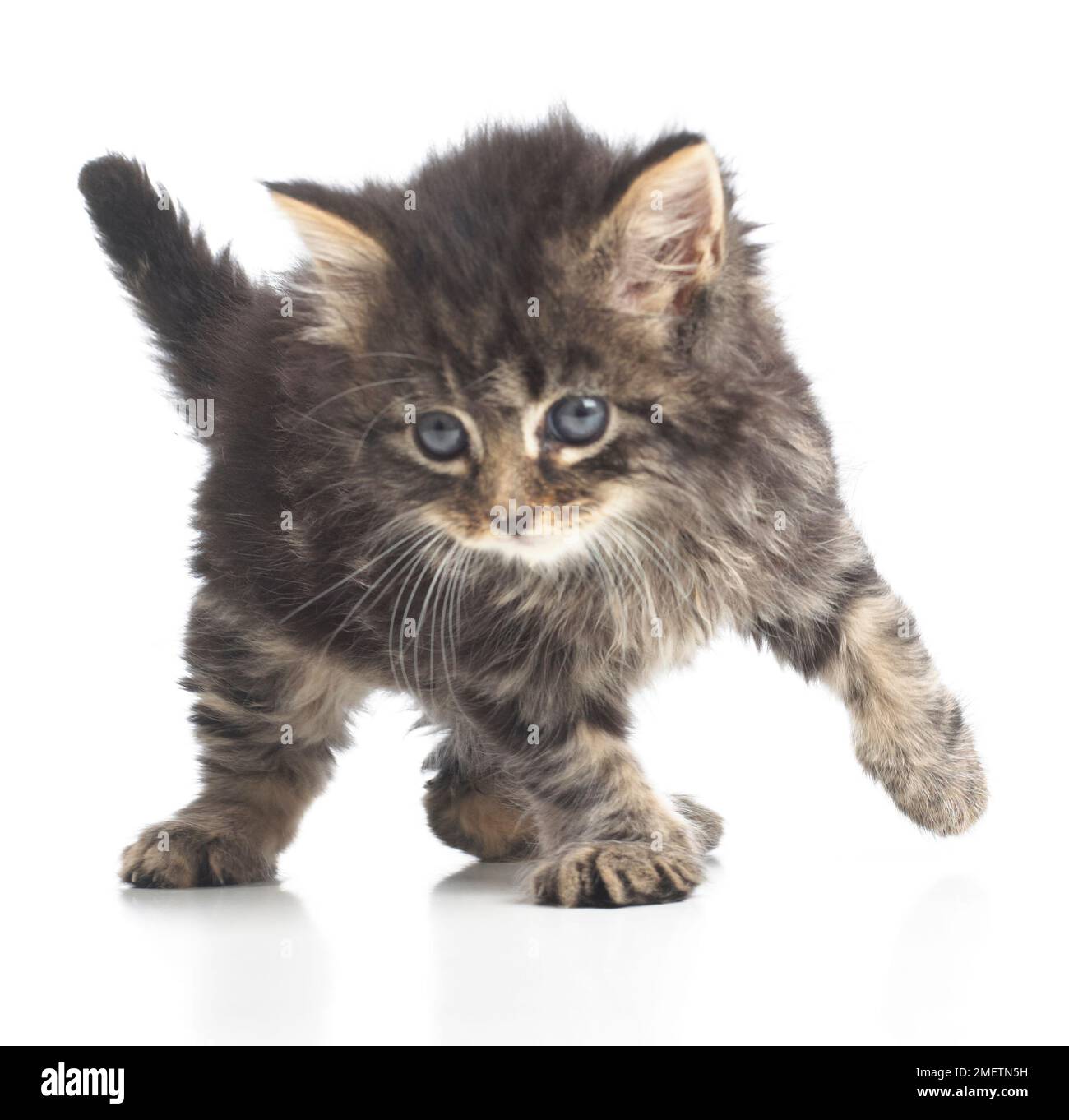 Fluffy brown tabby kitten, 8 settimane Foto Stock