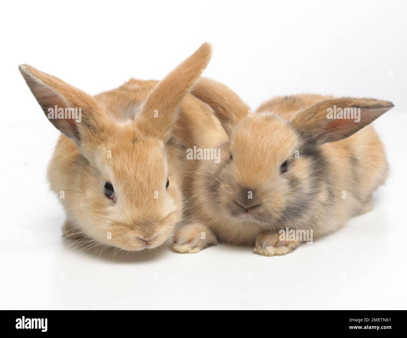 Giovani Nane conigli Lop, di 4 settimane di età Foto Stock