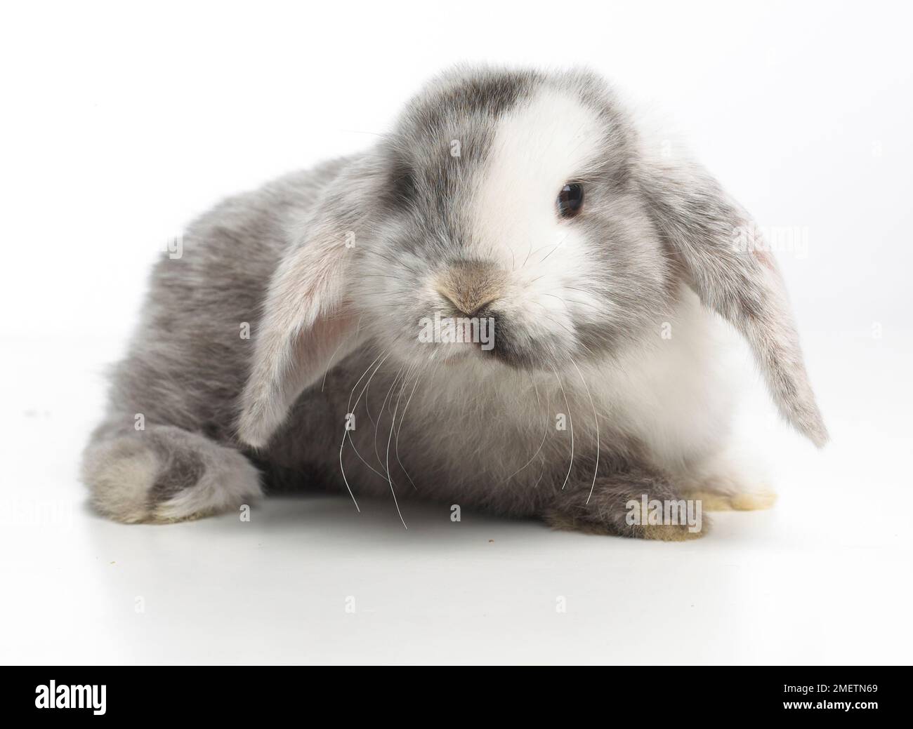 Giovani Lop Dwarf Rabbit, di 4 settimane di età Foto Stock