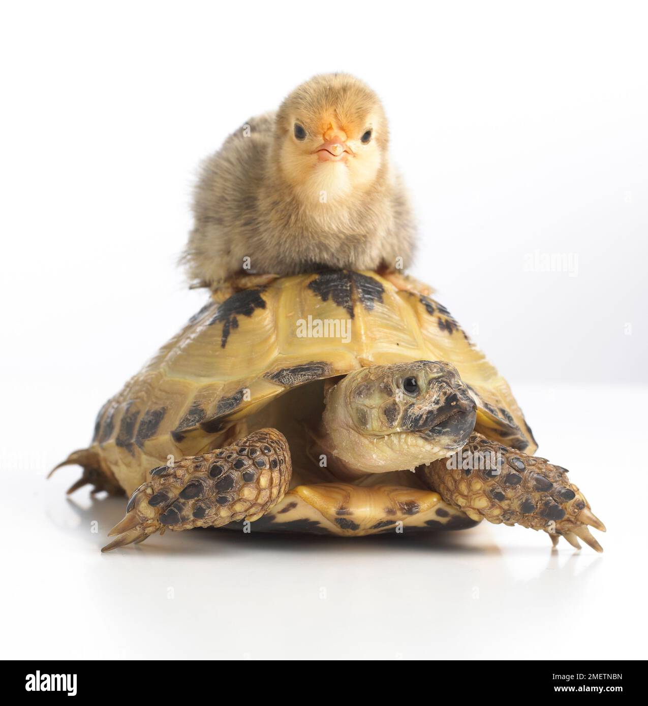 Pulcino di zucca seduto in cima alla giovane tartaruga Horsefields, tartaruga russa (Agrionemys horsfieldii) Foto Stock