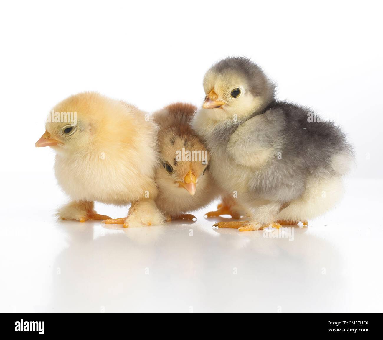 Tre pulcini di Pekin Foto Stock