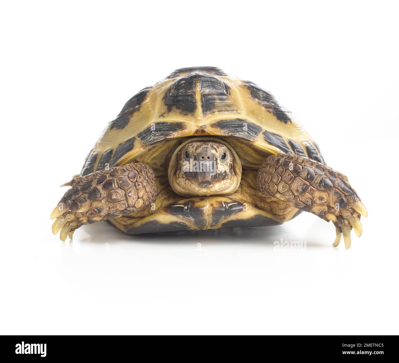 Giovani Horsefields tartaruga, Russo (tartaruga Agrionemys horsfieldii), 4-anno-vecchio Foto Stock