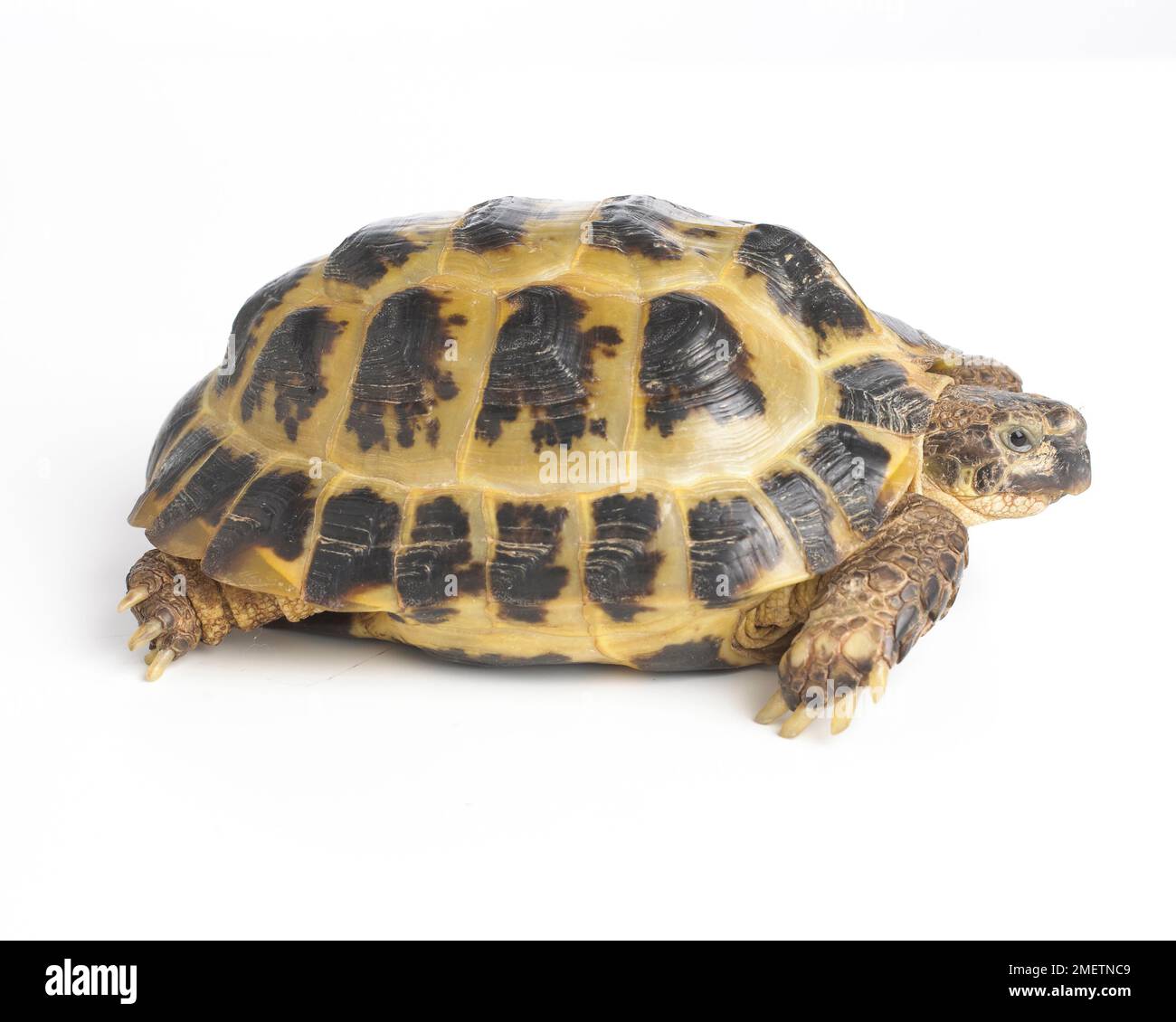 Giovani Horsefields tartaruga, Russo (tartaruga Agrionemys horsfieldii), 4-anno-vecchio Foto Stock