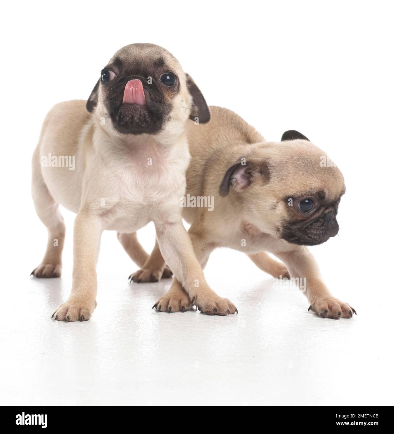 Cuccioli di PUG, naso leccante, 7 settimane di età Foto Stock
