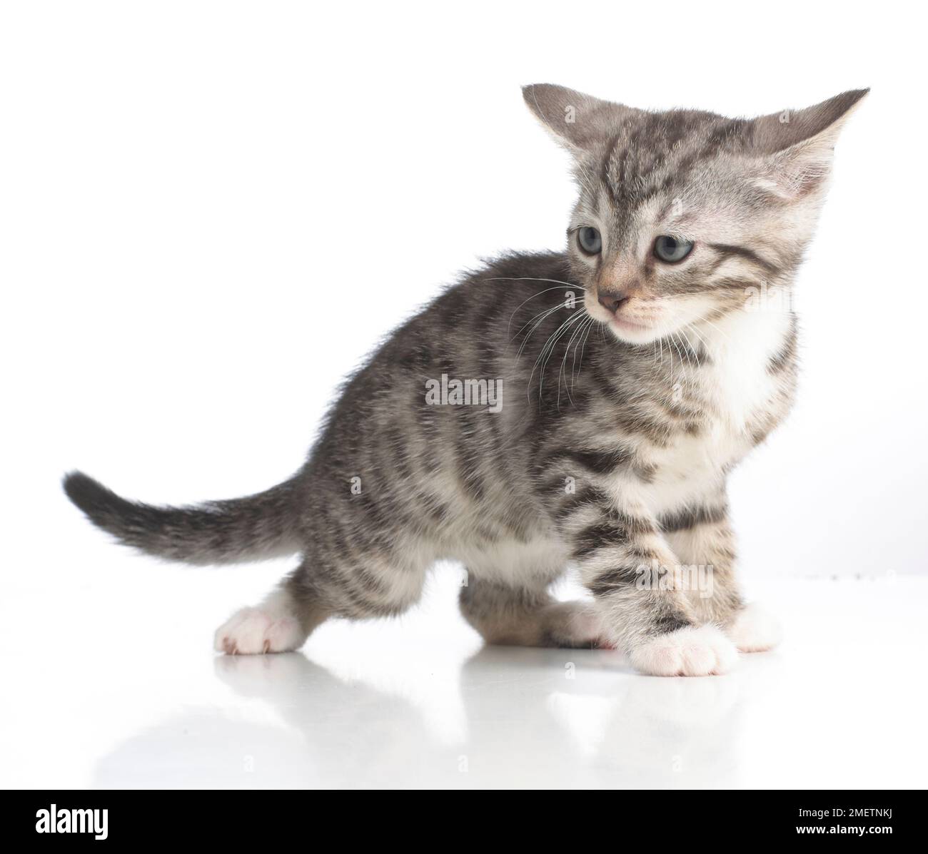 Grigio tabby kitten, Bengala e croce British Shorthair gattini, 5 settimane di età Foto Stock