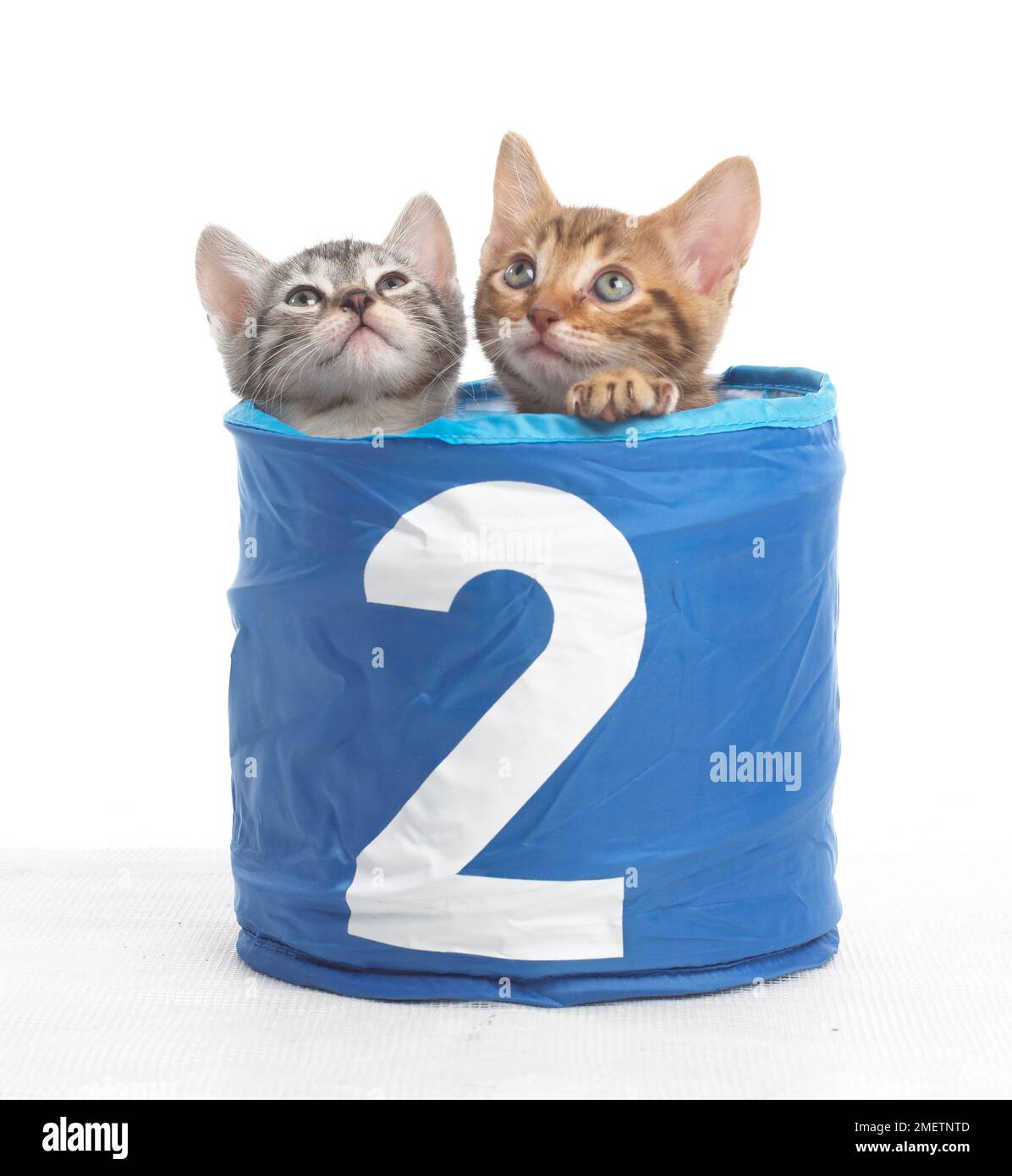 I gattini nel cestino con il numero 2 sulla parte anteriore, il Bengala e croce British Shorthair gattini, 5 settimane di età Foto Stock