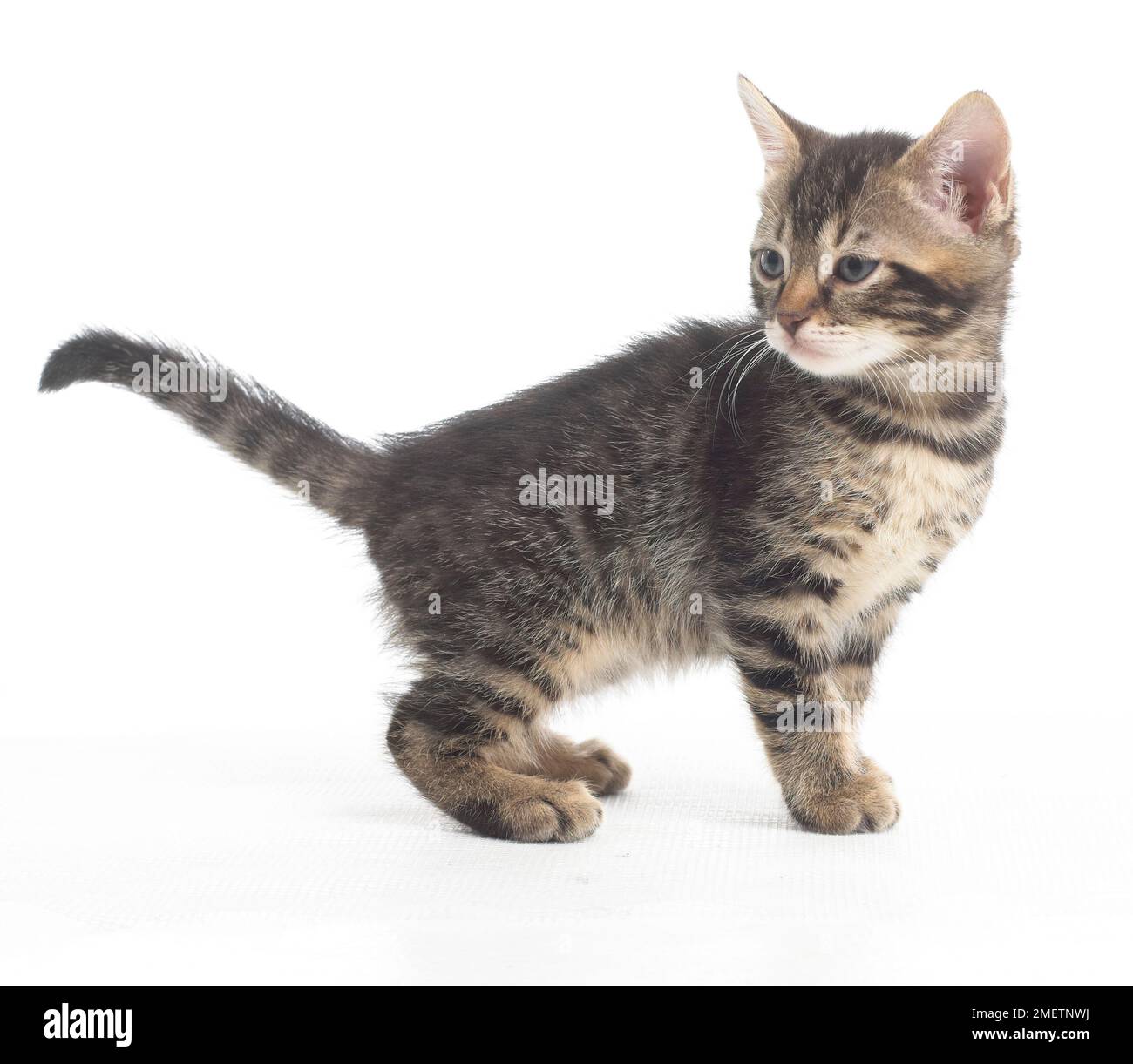 Gattino bruno da tabby, gattino corto bengala e britannico, di 5 settimane Foto Stock